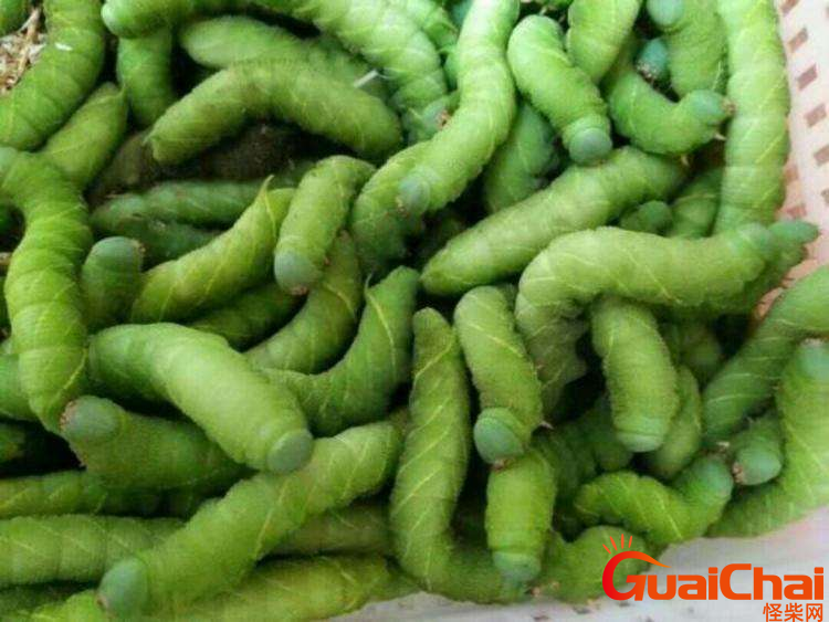 豆丹是什么东西？豆丹怎么做好吃？