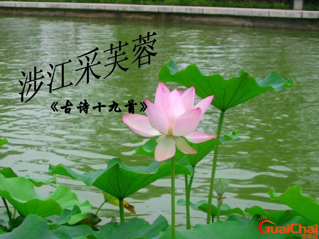 涉江采芙蓉原文及翻译注解 涉江采芙蓉原文及翻译注音