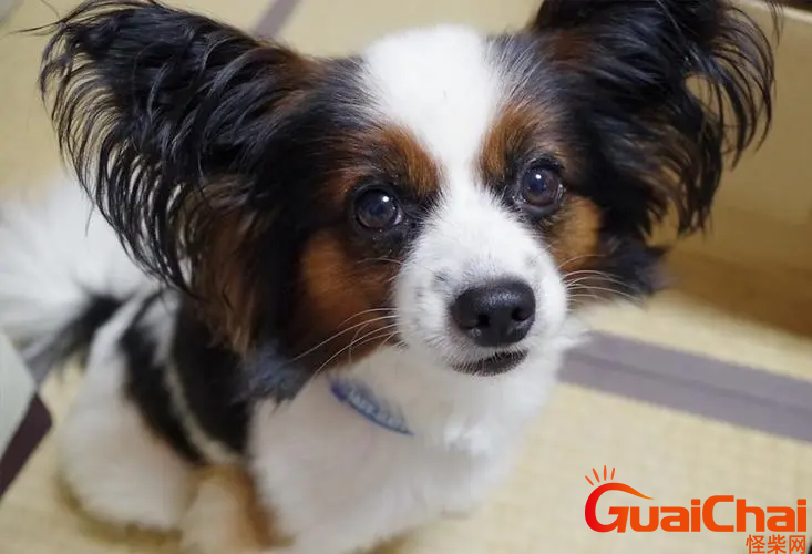 什么是蝴蝶犬？蝴蝶犬怎么养殖？