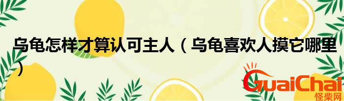 乌龟如何认主人？乌龟真的能认主人吗？