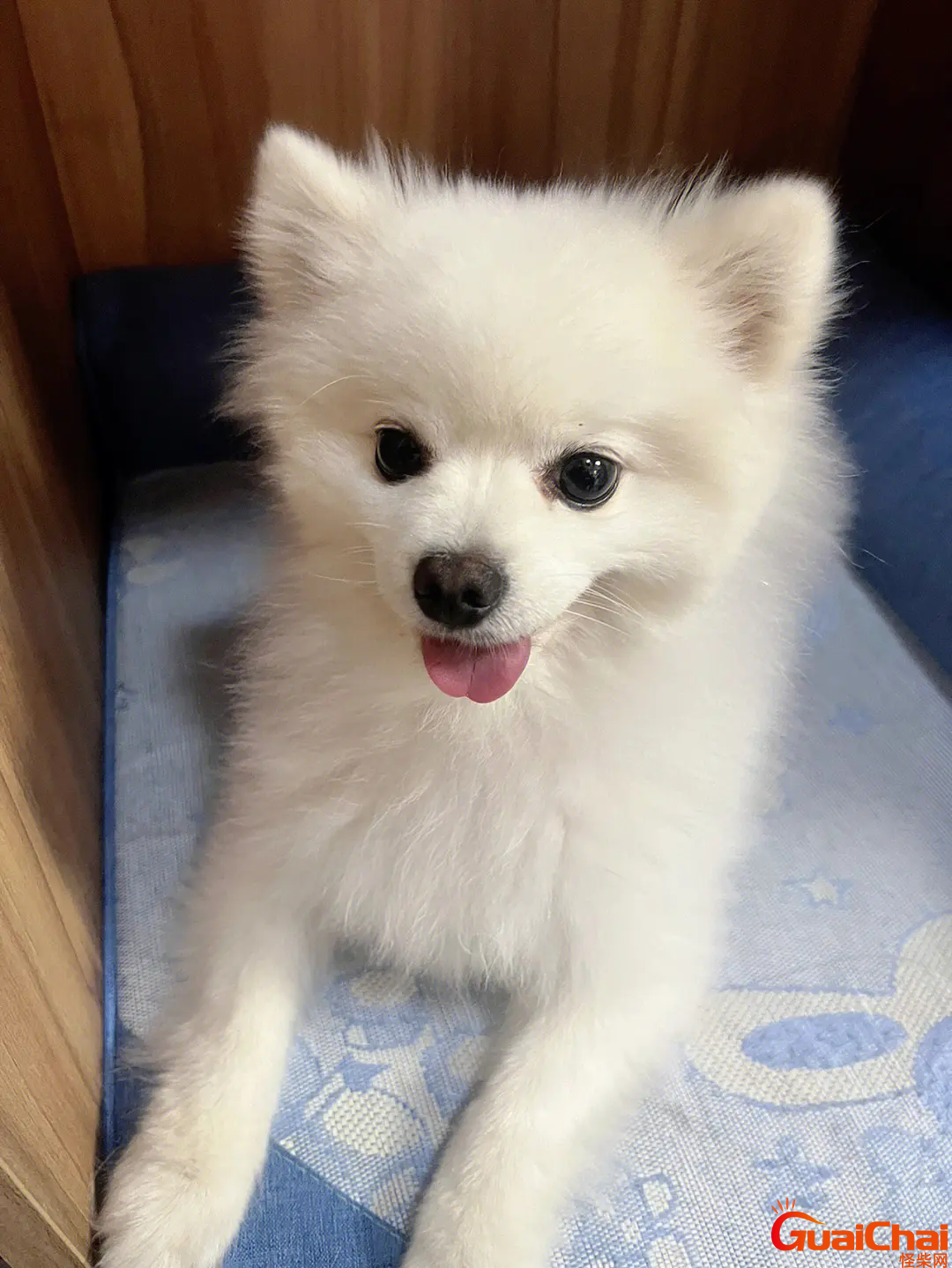 博美掉毛吗？博美犬的优缺点 