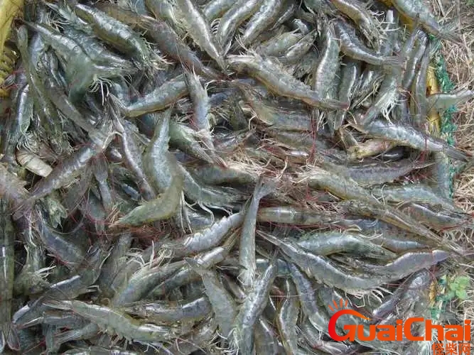 对虾怎么做好吃？对虾是淡水还是海水