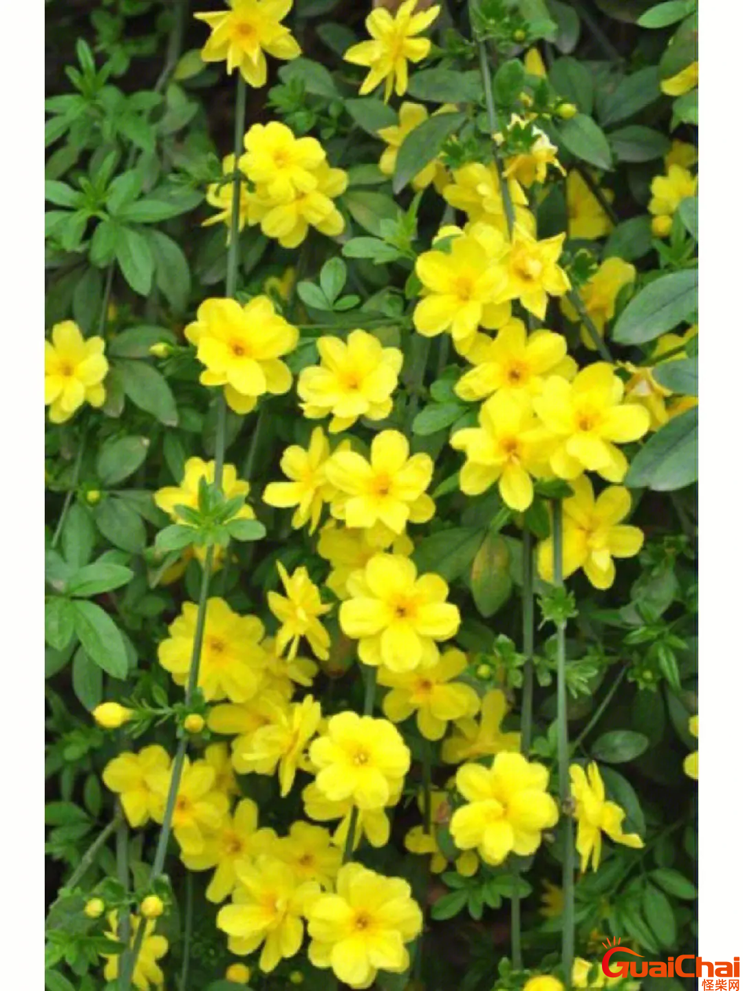 迎春花的功效与作用？迎春花图片