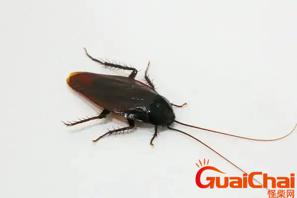 蜚蠊是什么？蜚蠊长什么样？
