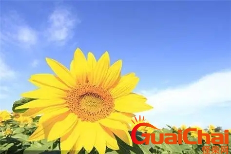 向日葵花语寓意？向日葵花语及代表意义