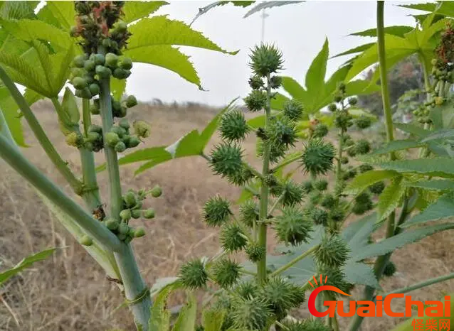 蓖麻中药植物有哪些百科知识？蓖麻功效作用形态特点是什么？