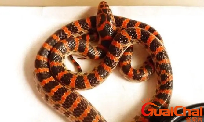 赤练蛇是什么蛇 赤练蛇有毒吗