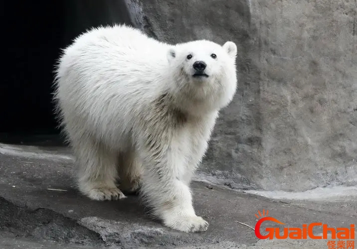 北极熊的毛是什么颜色的图片 北极熊的毛是什么颜色的为什么