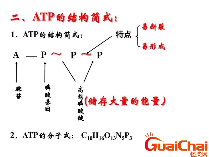 atp的全称 atp结构简图