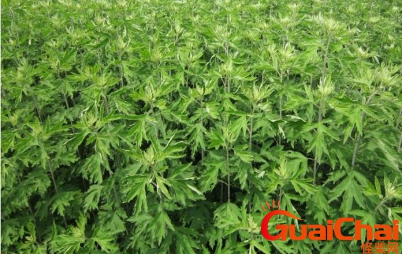 艾草能提高性功能吗艾草怎么吃？艾草的功效和作用