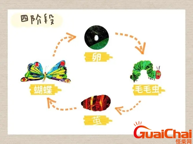 毛毛虫变蝴蝶的过程图片 毛毛虫变蝴蝶的过程简单介绍