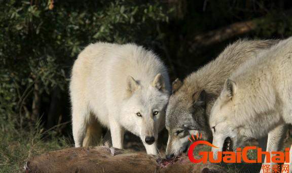 北美灰狼是什么？美洲狮和北美灰狼谁厉害?