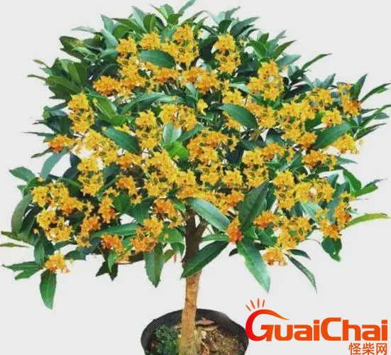 桂花如何养才长得好？桂花的养殖方法是什么？