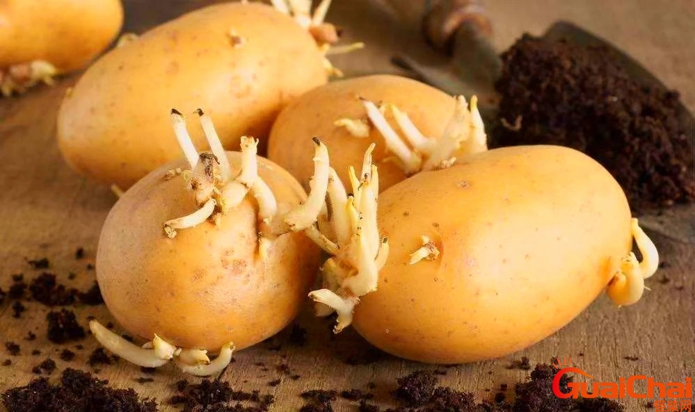 发芽土豆的正确吃法图片 发芽土豆的正确吃法食用