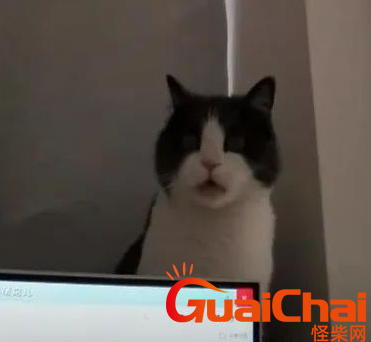 　喵喵梗合集：天猫精灵小猫 chipi猫是什么梗？