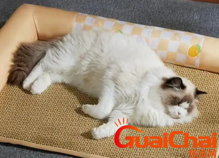 猫咪的寿命一般有多长？12到20岁之间！